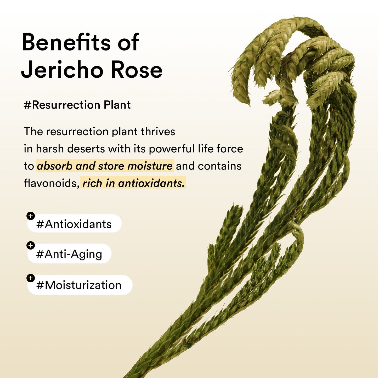 Vegan Collagen Eye Patch Jericho Rose Jelly – 60 Patches / 90ml
